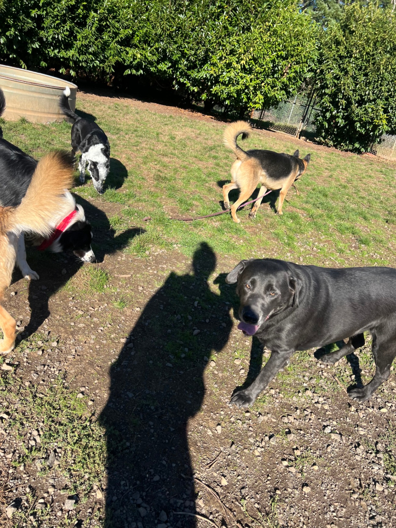 Several dogs socializing in supervised outdoor environment