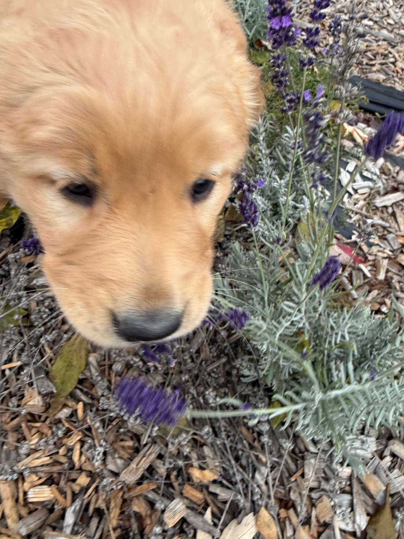 Golden Retriever puppy exploring the outdoor sensory garden