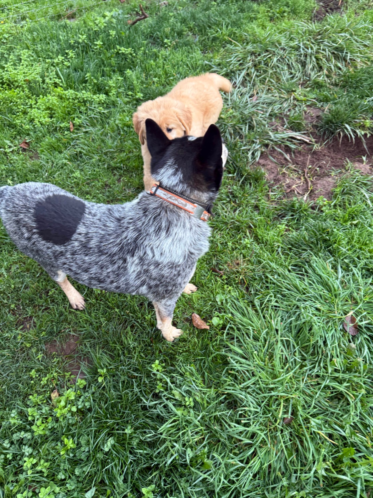 Two dogs (blue heeler and golden retriever puppy) interacting outside