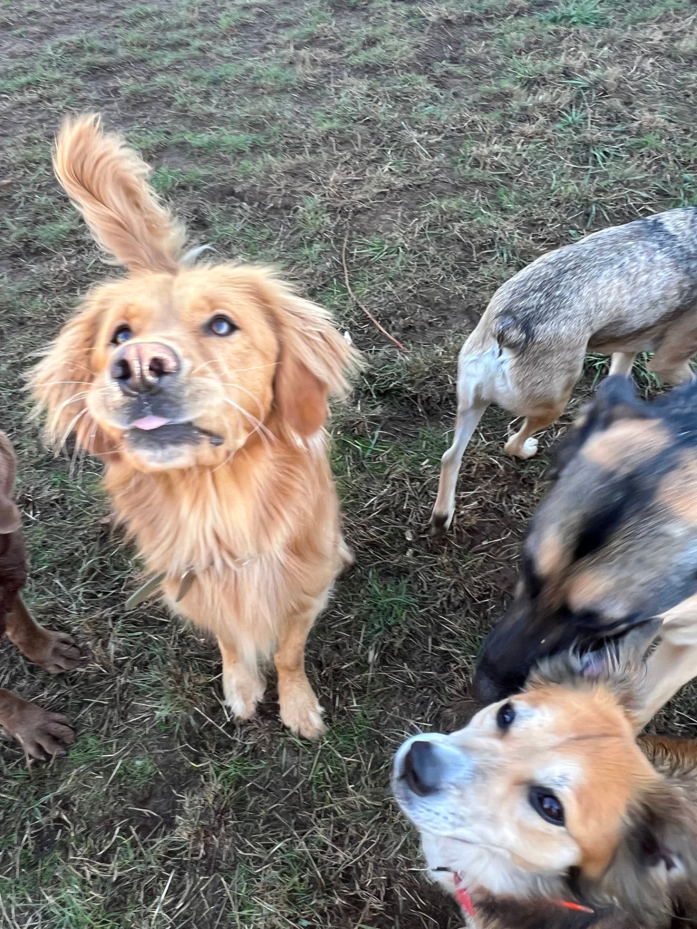 A group of dogs enjoying off-leash social time at Green Acres K-9 Resort