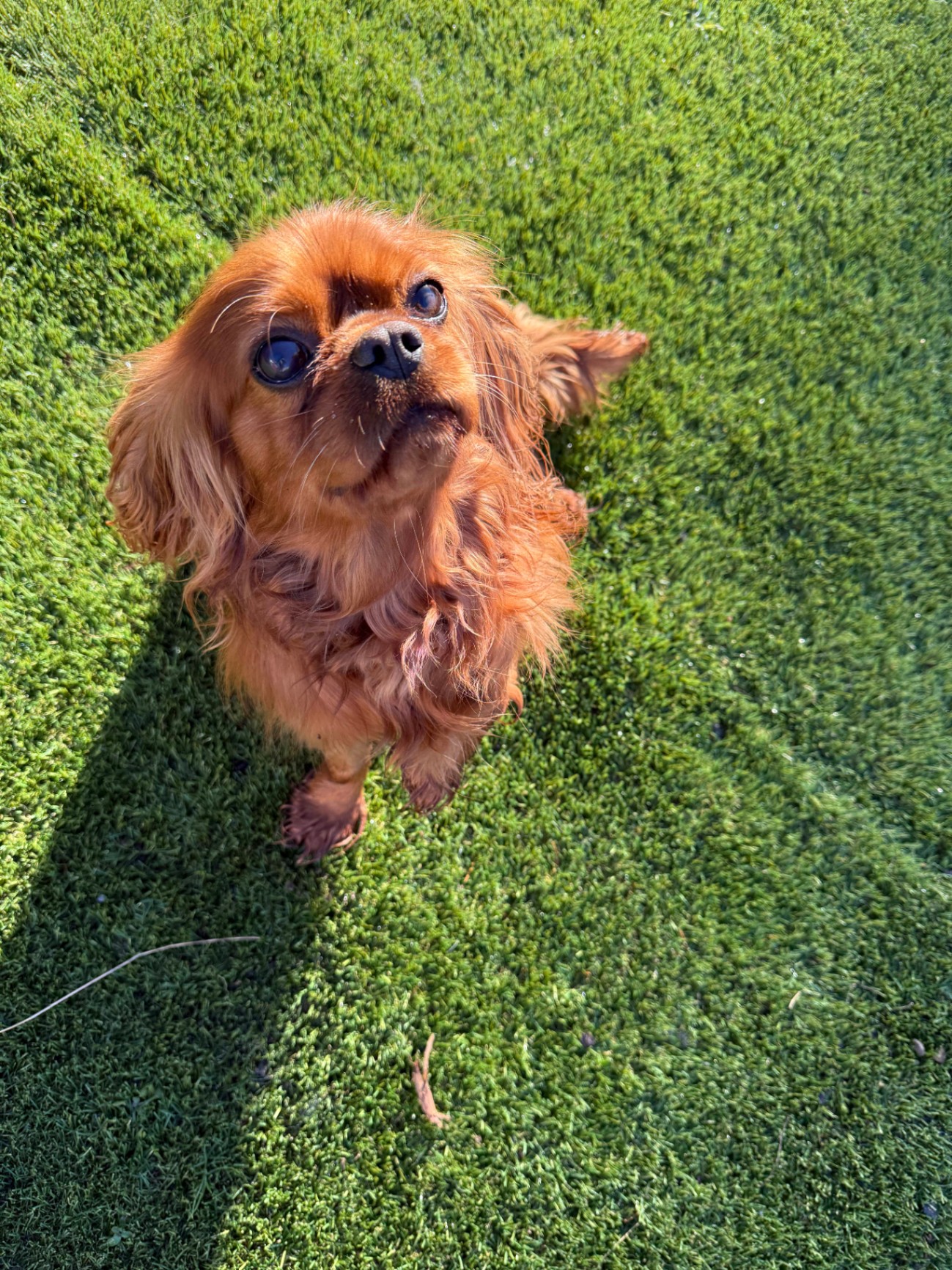 A small, reddish-brown dog sitting on fresh green turf