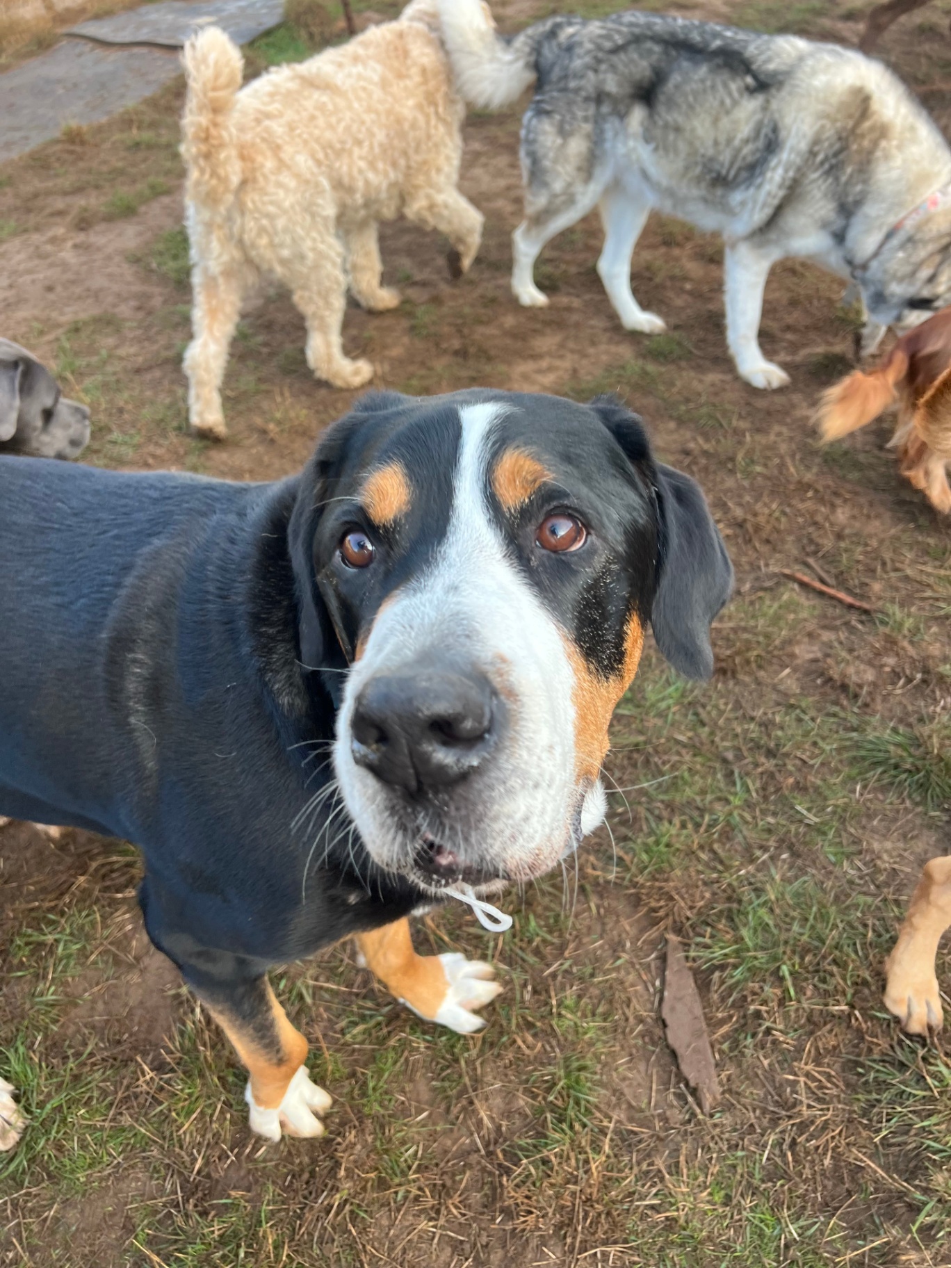 A group of friendly dogs socializing and exploring together