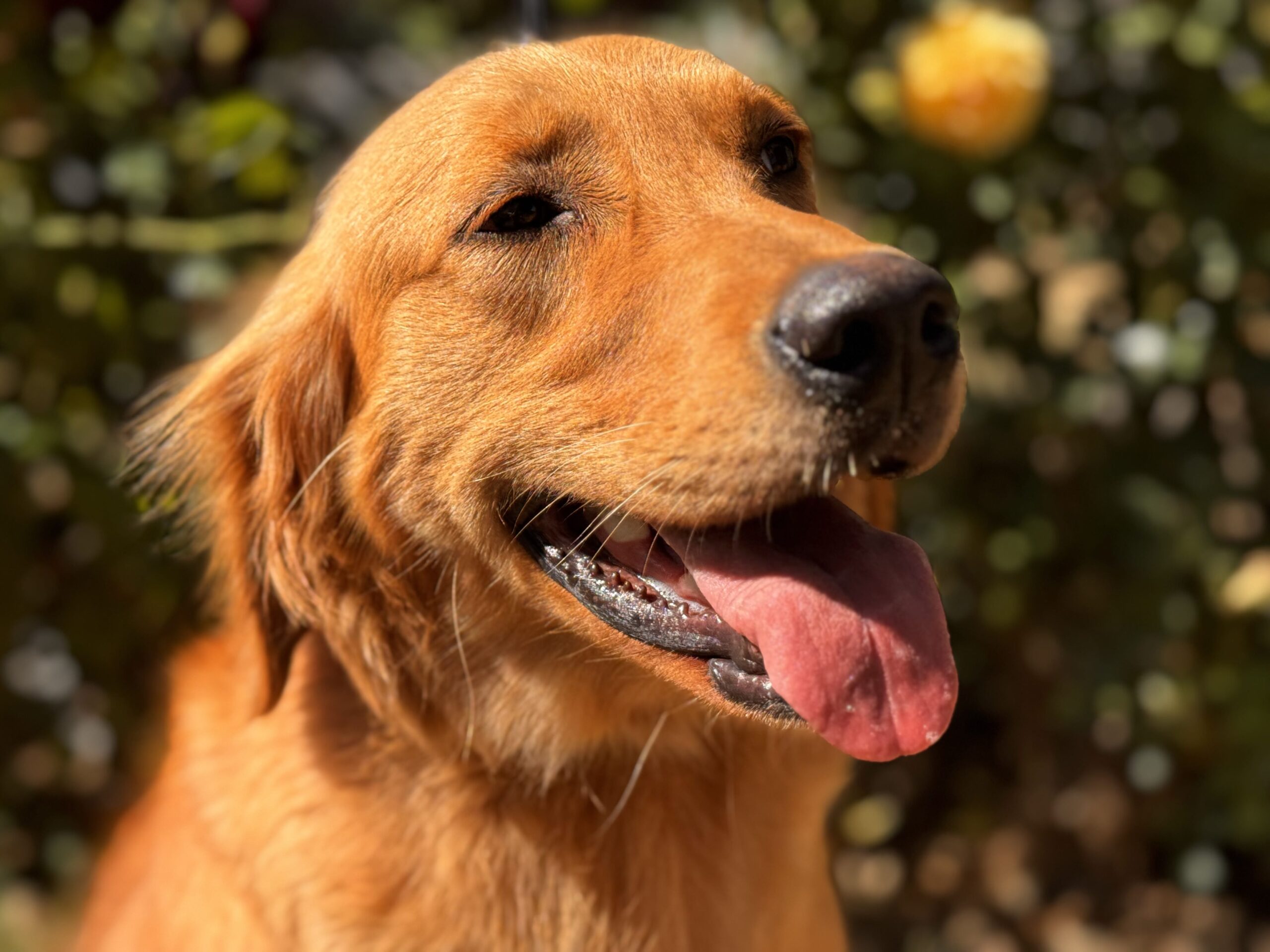 A happy Golden Retriever enjoying outdoor playtime in the sunshine