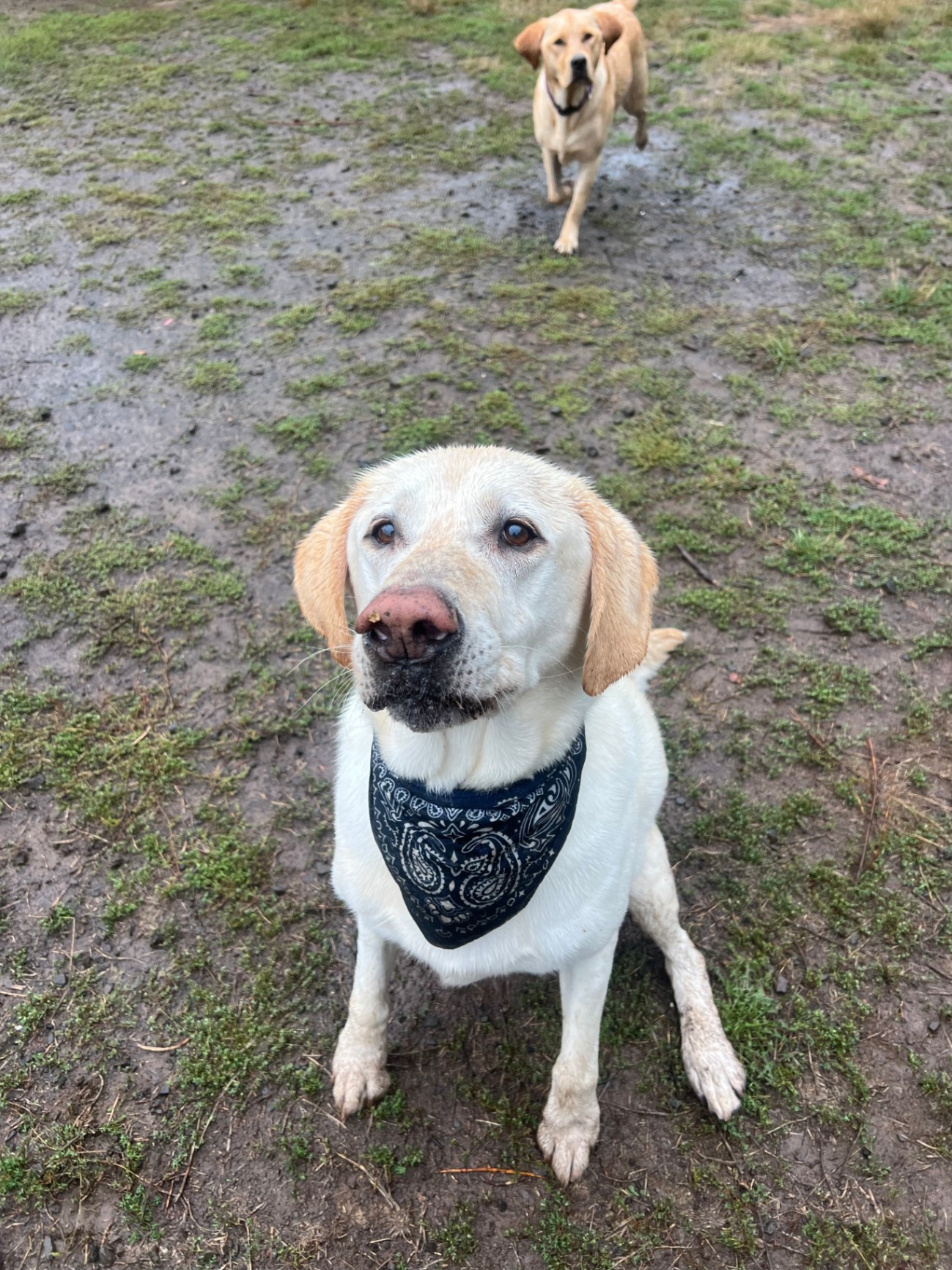 Two happy yellow Labradors enjoying supervised outdoor playtime in a natural, grassy yard