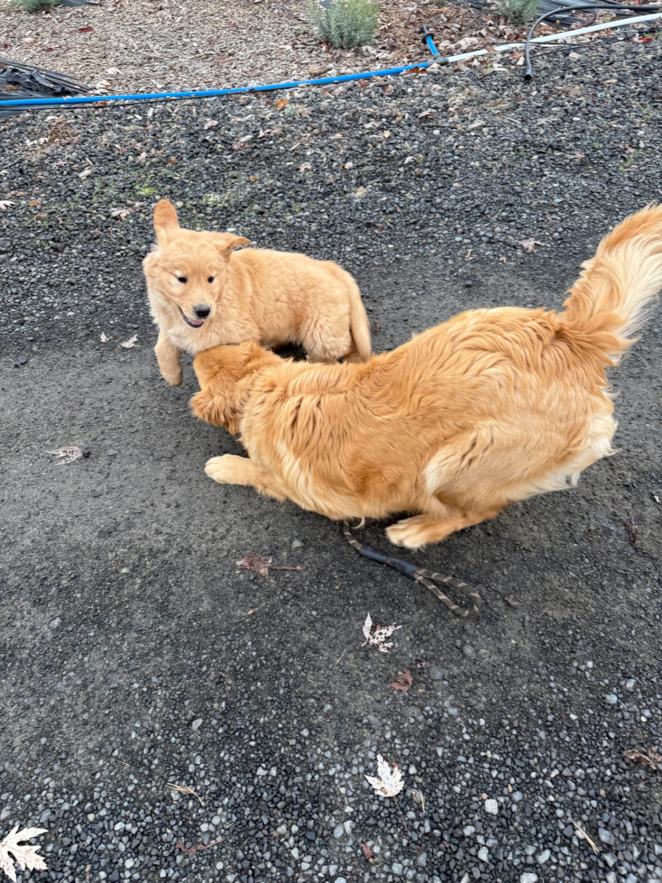 Two golden retrievers playing together outside, showcasing healthy social behavior