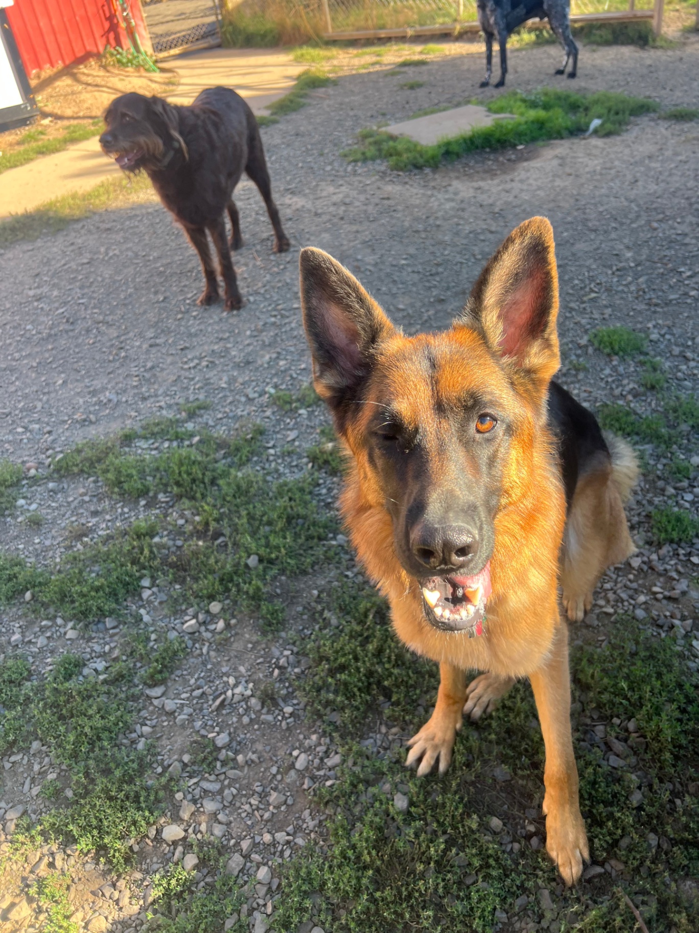 A German Shepherd enjoys time outdoors in the play yard with other dogs
