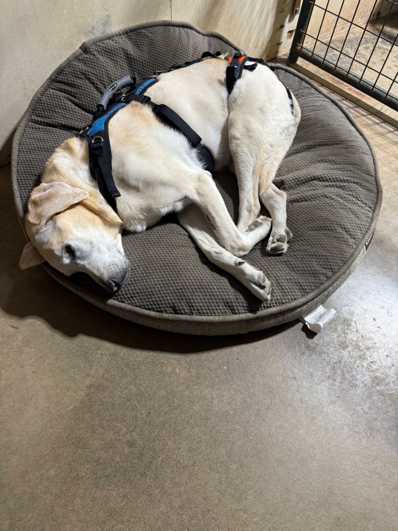 A relaxed Labrador resting on a dog bed