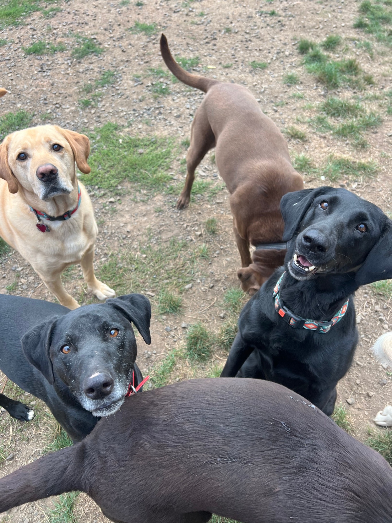 A group of dogs of various breeds and colors socializing and playing outdoors