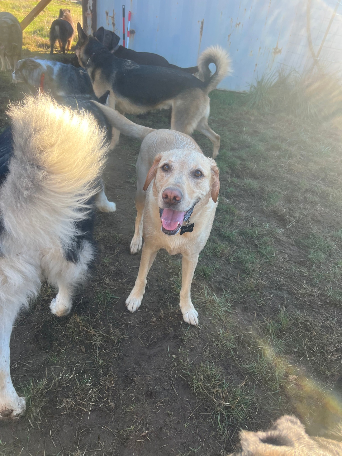 A group of happy dogs socialize and play outside