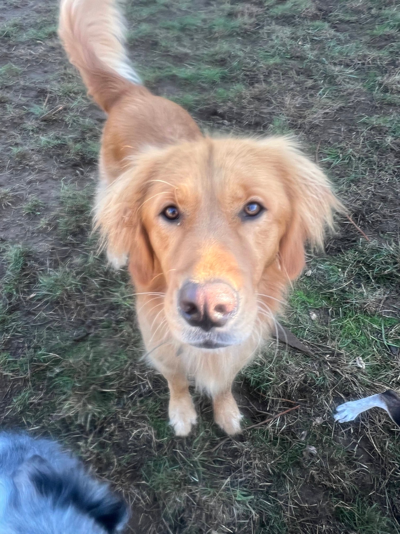 A Golden Retriever enjoying outdoor exercise at Green Acres K-9 Resort