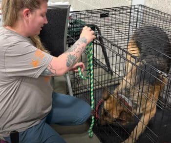 News-story image related to Donna Carberry and Shadow’s emergency shelter experience