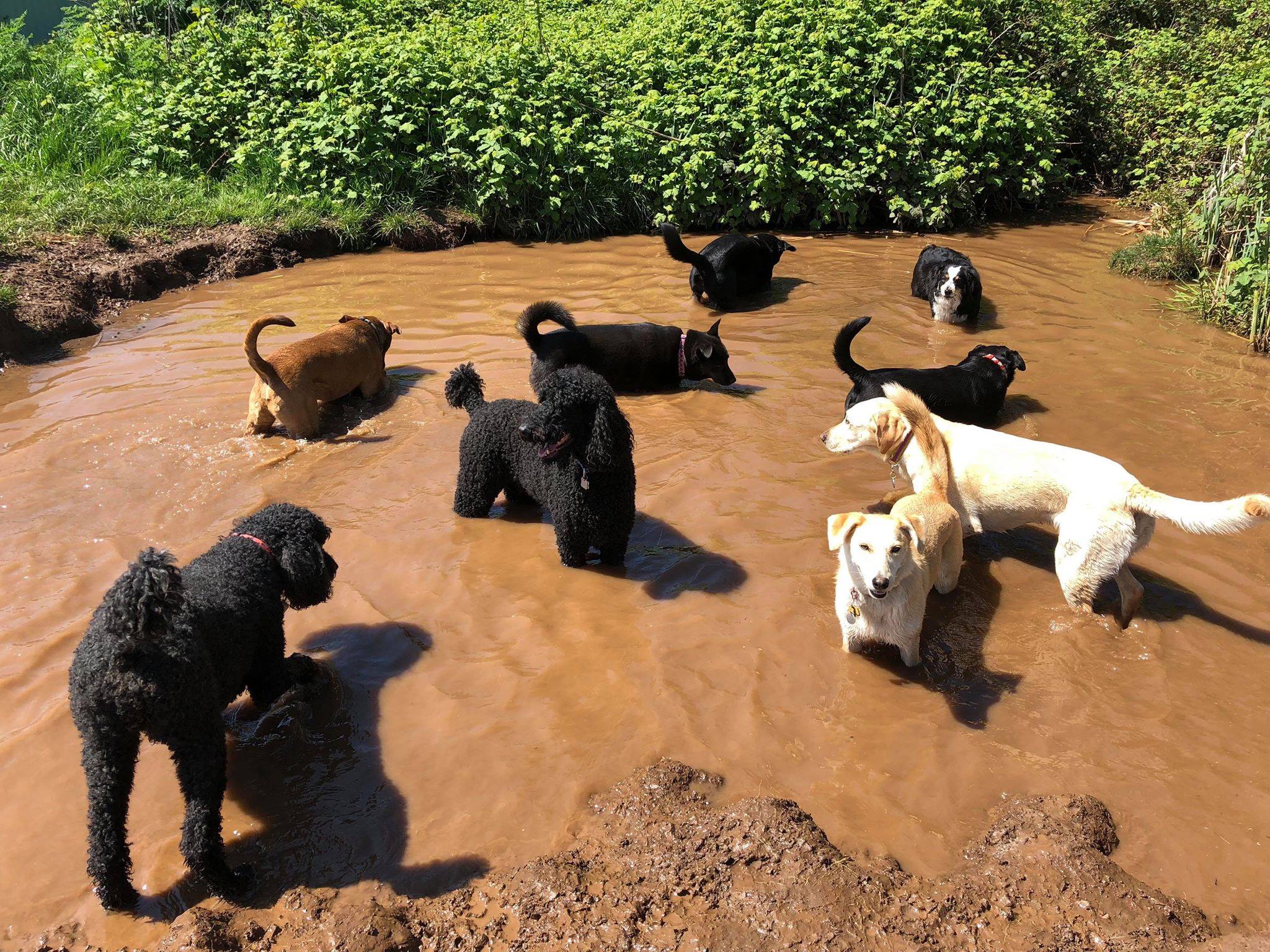 A bunch of dogs standing and playing in a pond.
