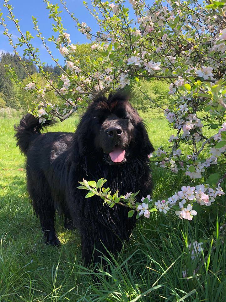 black newfoundland dog