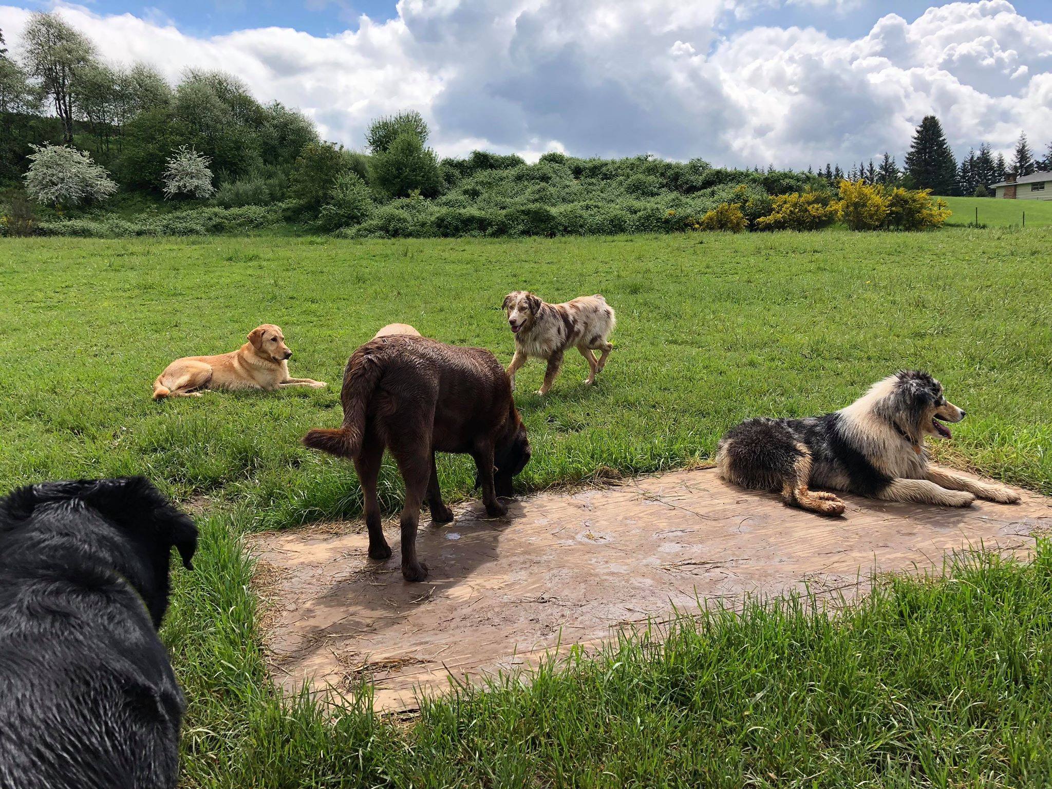 Dogs laying down on a wooden board and some grass in the field.