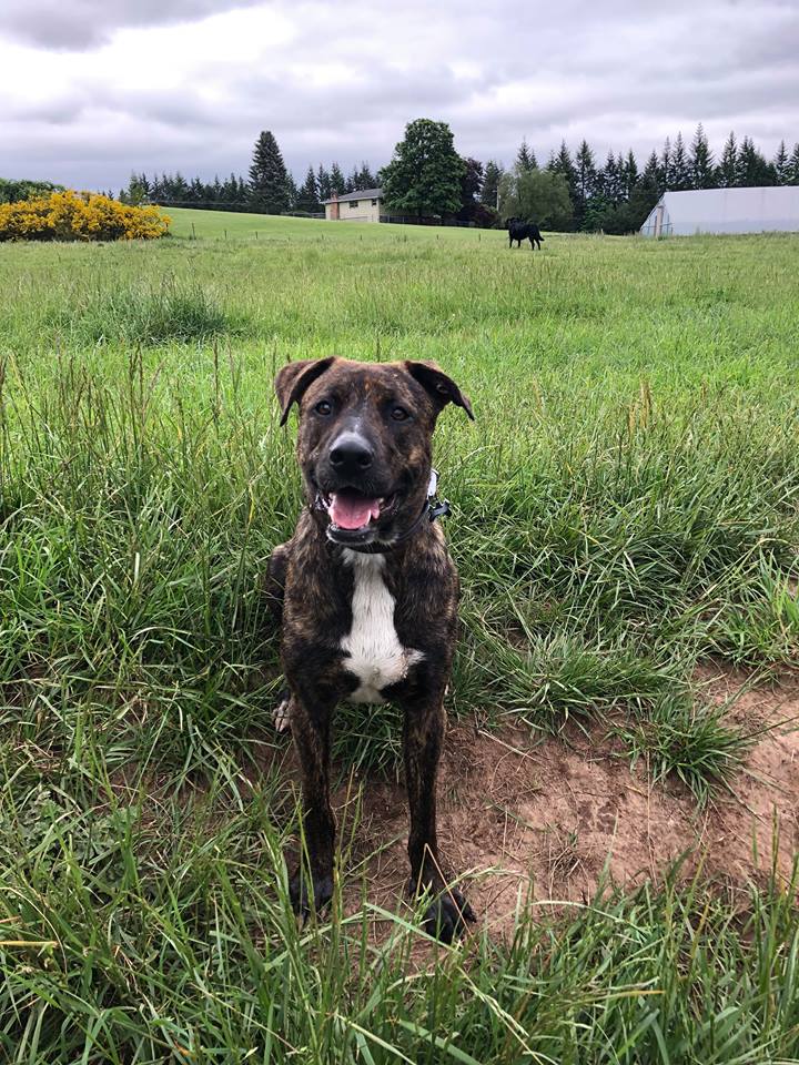 Brindle dog