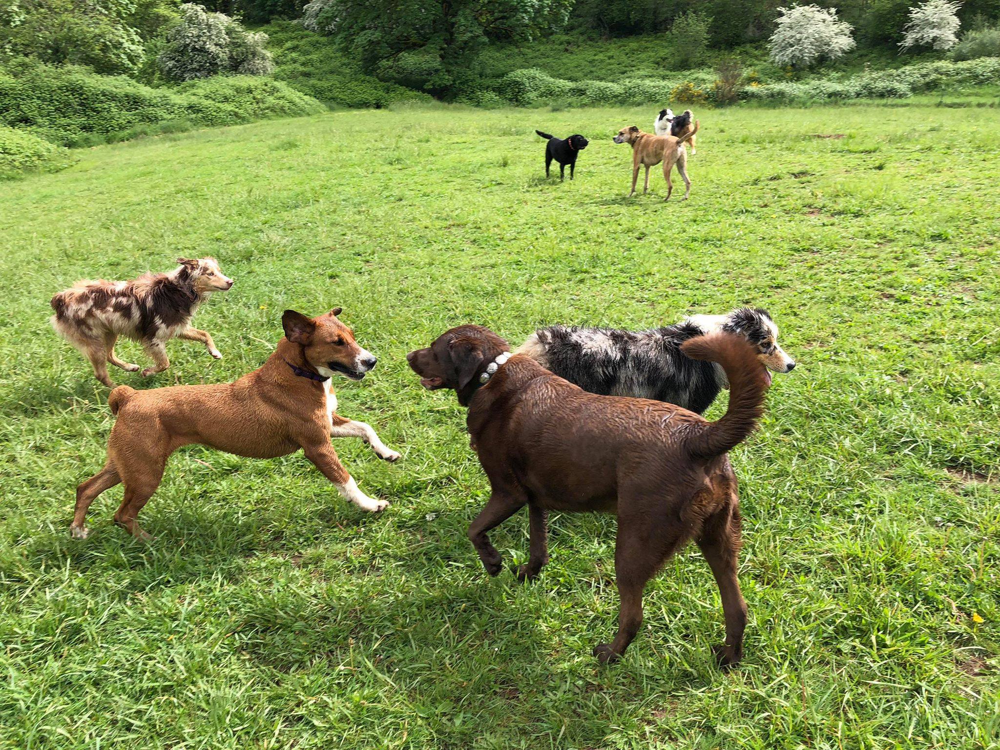 A few dogs running in a field.
