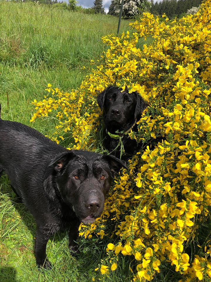 Two black dogs, one in a yellow flower bush and the other standing in front of it.