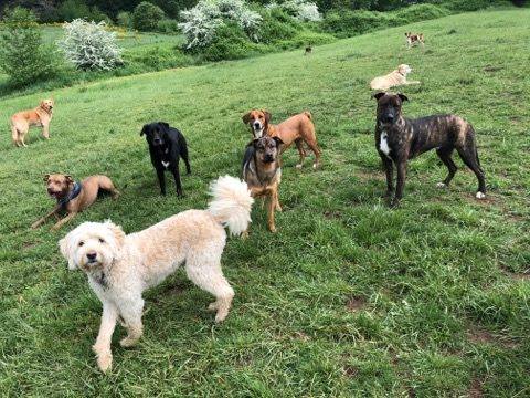 Several dogs relaxing in a field.