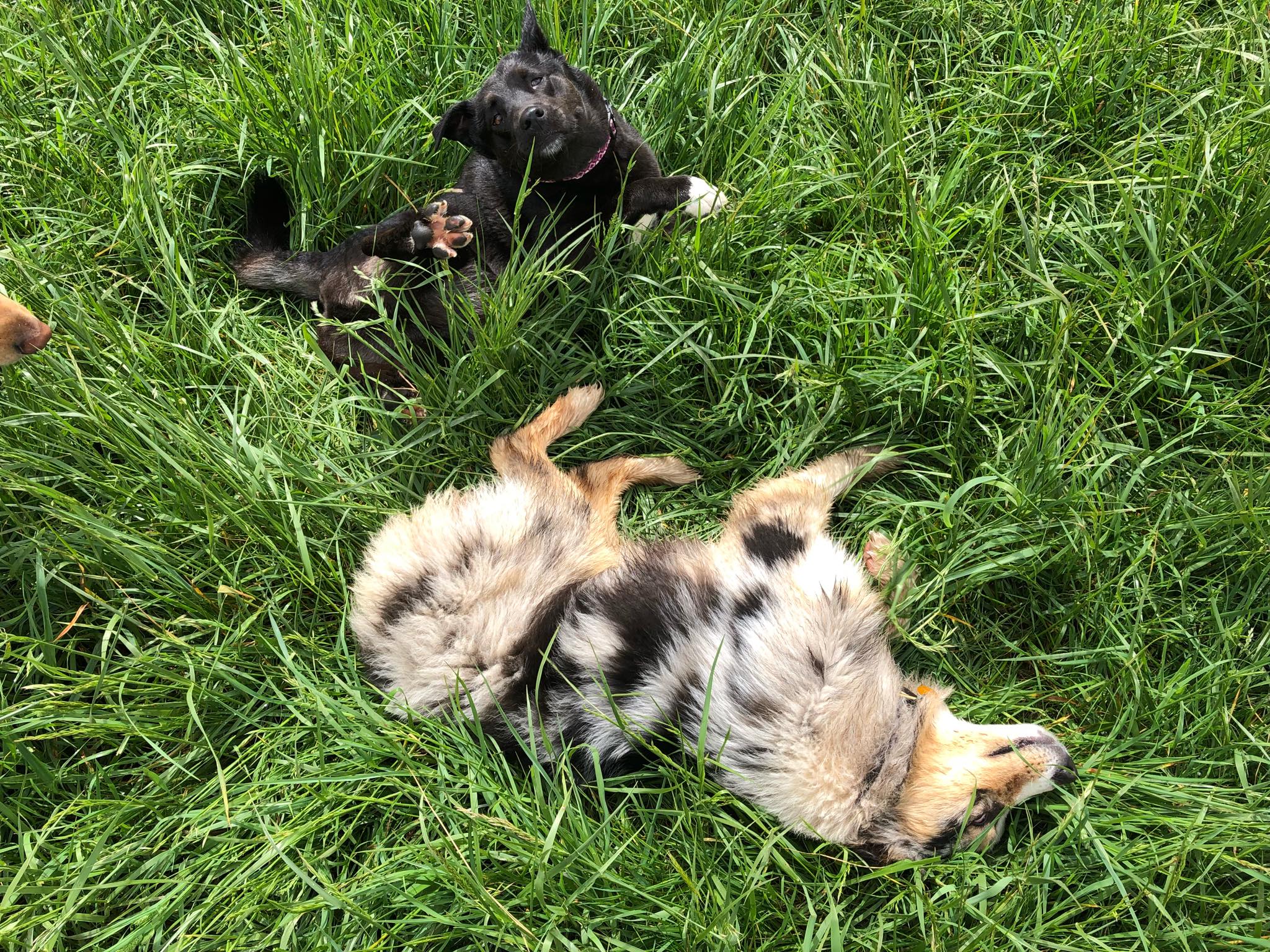 Two dogs rolling in the grass, one aussie, one black mix.