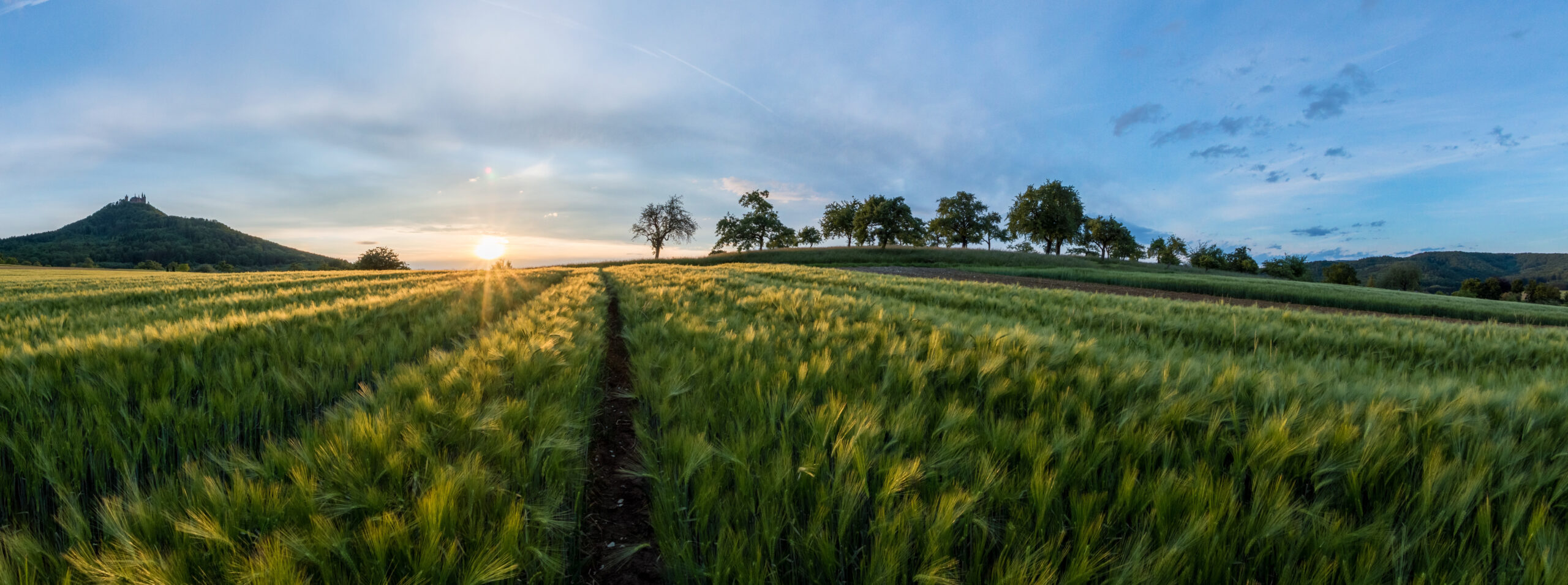 Barley Fields